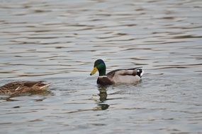 ducks are representatives of the fauna