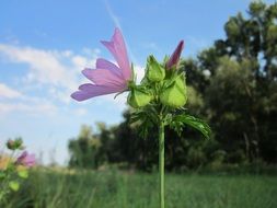 Mallow is a wild flower