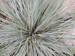 cluster grass