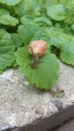 unusually beautiful snail