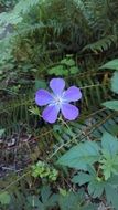 purple flower in the wild forest