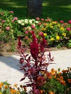 various flowers in the park