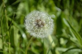 lonely dandelion in the garden