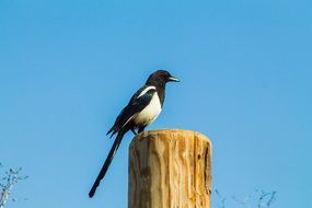 Bird sitting on a wood