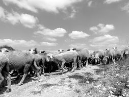 black and white photo flock of sheep