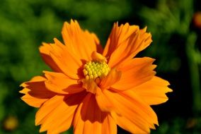 Beautiful orange and yellow flower blossomes