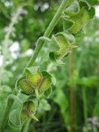 green cynoglossum officinale plant in the wildlife