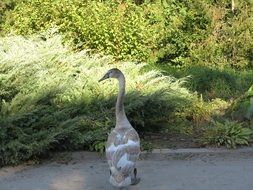 domestic gray swan like an ugly duckling