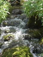 forest creek in spring