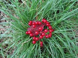 Beautiful, red berries on the green grass