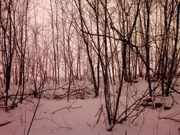 snow peaceful forest in winter