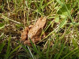 brown frog in the grass