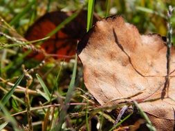 dry autumn leaves on green grass close-up on blurred background