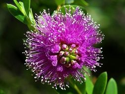beautiful purple flower hedgehog