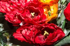 top view of red and yellow double tulips