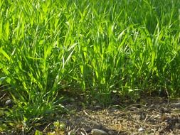 green grass on the summer field