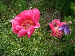 flower blossoming spring time