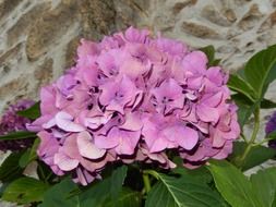 pink hydrangea flower with green leaves