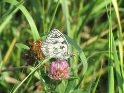 cute butterfly on the clover flower