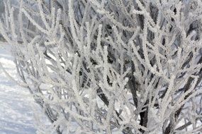 frosted bush in winter