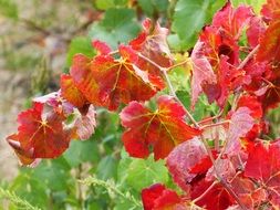 Red leaves in autumn time