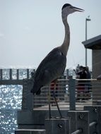 bird florida nature