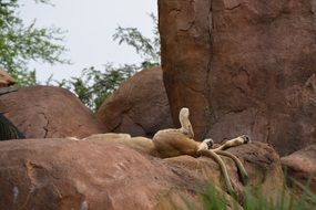 lion luxuriates in the sun