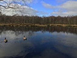ducks on the river in the fall