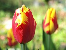 yellow-red buds of tulips