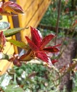 red leaves on a rose bush