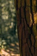 tree brazil