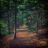 Beautiful and colorful path among the green trees in the forest