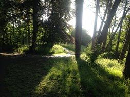 beautiful evening landscape in the forest