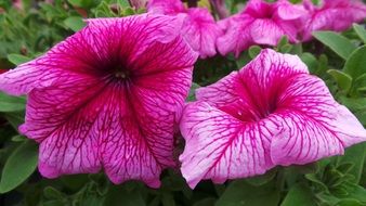 white-pink garden flowers close-up