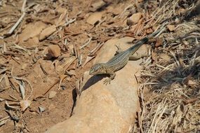 lizard on a rock in the desert