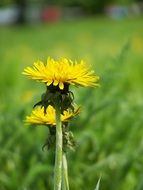 dandelions in the summer on a blurred background