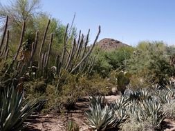 amazing cactus desert landscape