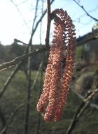 flowering hazelnuts in spring