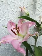 closeup photo of pink lily flower at grey wall