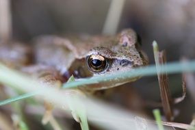 closeup of a frog in wildlife
