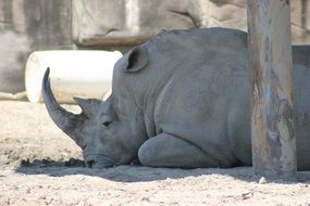 rhino lies on the ground in the wild