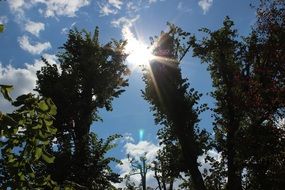 bright sun through tall trees