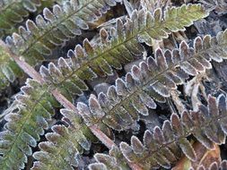 fern plant forest