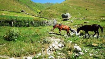 horses among stones on green hills