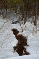 Stream in forest winter snow scenery