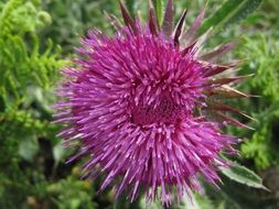 purple wildflower with spikes closeup