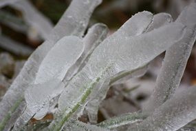 ice wild plant