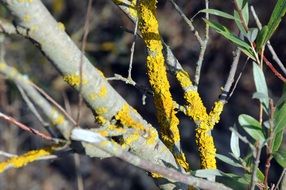 yellow lichen on willow tree