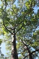 Bottom view of the green trees