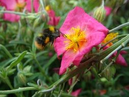 fluffy bee collects nectar from a pink flower close-up on blurred background